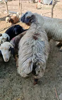 شیشک میش
