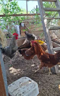 مرغ و خروس محلی