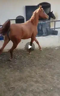 اسب عرب جوان نوه کَنز ۶دنگ