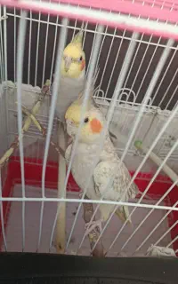 عروس هلندی
