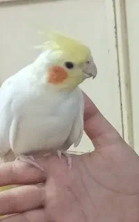 عروس هلندی ماده