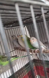 مرغ عشق