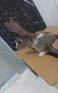 بچه خرگوش نر