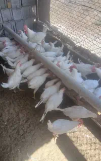 خروس فروشی
