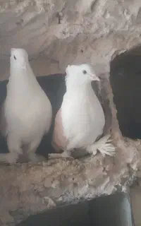 پرنده