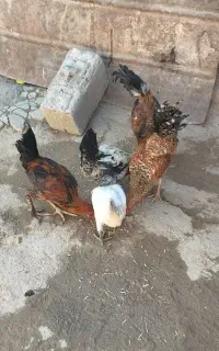 خروس