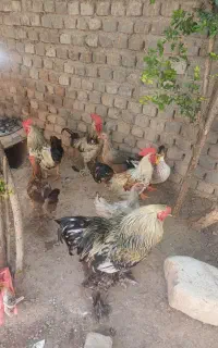 خروس ۴تا با مرغ تخم گذار۶۰۰