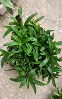 دو عدد گل خانگی  پرپشت