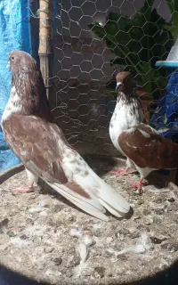 کفتر گرگی قلمکار و عروس هلندی