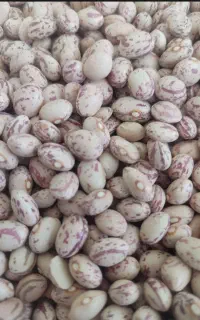 200تن لوبیا چیتی درجه یک
