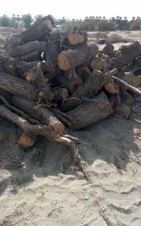 برشکاری و قطع درختان با اره بنزینی