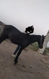 کره اسب