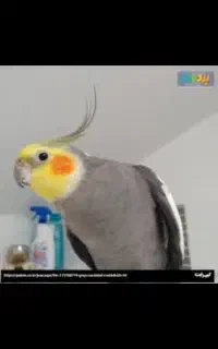 عروس هلندی گمشده