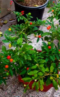 نهال انبه