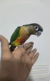 گرینچیک معاوضه با جوجه ملنگو