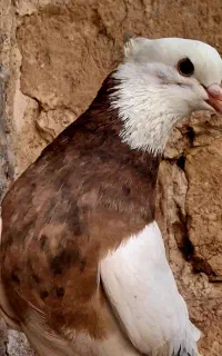 پرنده