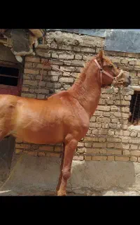 خرید و فروش اسب پالانی