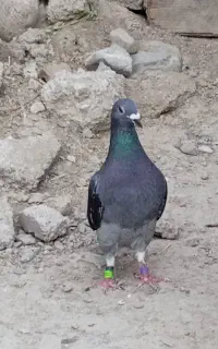 چاپی