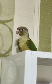 گرنچیک