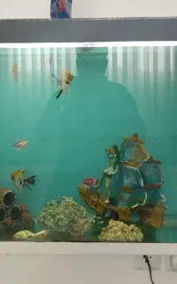 اکواریوم