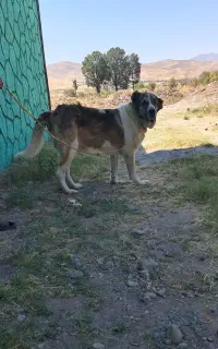 سگ سرابی