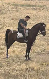 کره اسب شجره کامل