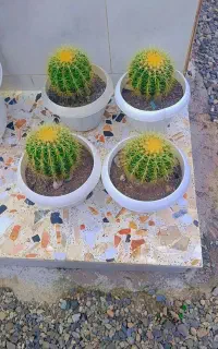 گل کاکتوس اچینو