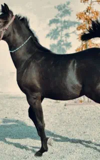 کره مادیان مشکی