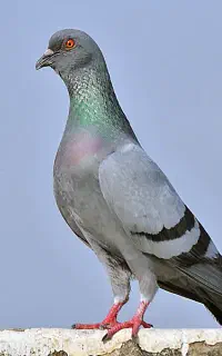 کبوتر