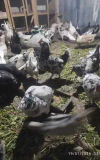تخم مرغ نطفه دار گلین