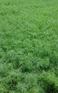 فروش انواع سبزی.خورشتی.خشکردنی