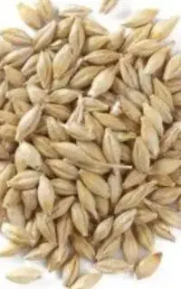 خریدار جو دیم