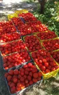 فروش گوجه فرنگی اعلا بغل آسفالت موقعیت عالی