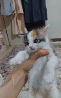 واگذاری بچه گربه
