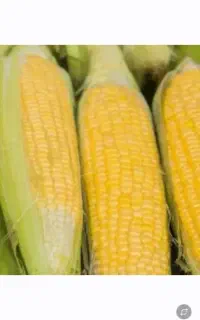 ذرت دون شده شیرین وتازه