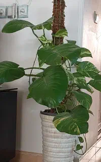 پتوس برگ پهن