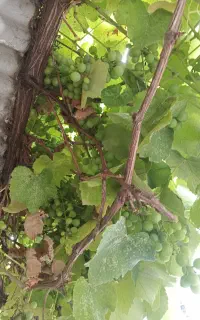 غوره آبگیری