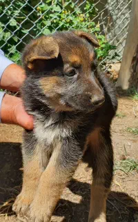 سگ ژرمن توله و بالغ