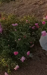 گل محمدی