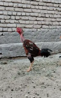 خروس لاری