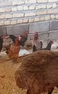 مرغ