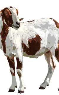 یک بز گمشده