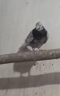 سه عدد کبوتر