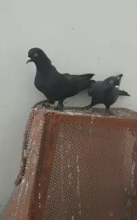 کلفه تبریزی ترکیه