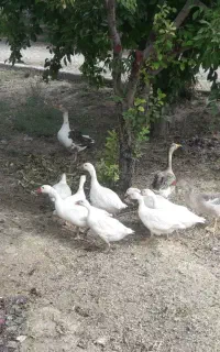 غاز