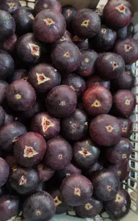 انجیر سیاه