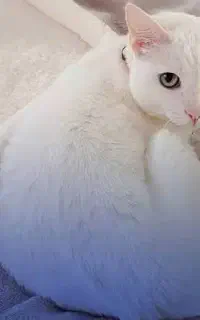 واگذاری گربه