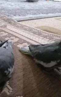 جوجه عروس هلندی