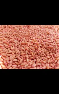 فروش گندم بذری