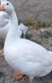 قو غاز